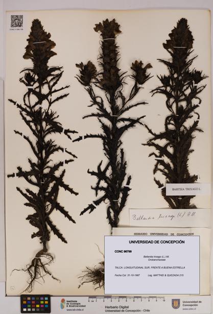 Bellardia trixago [Espécimen: UDEC:CONC:0096799]