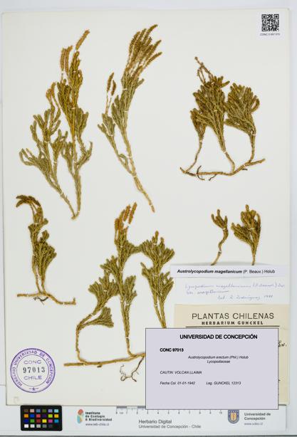 Austrolycopodium erectum [Espécimen: UDEC:CONC:0097013]