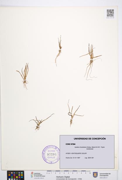 Isoetes chubutiana [Espécimen: UDEC:CONC:0097294]