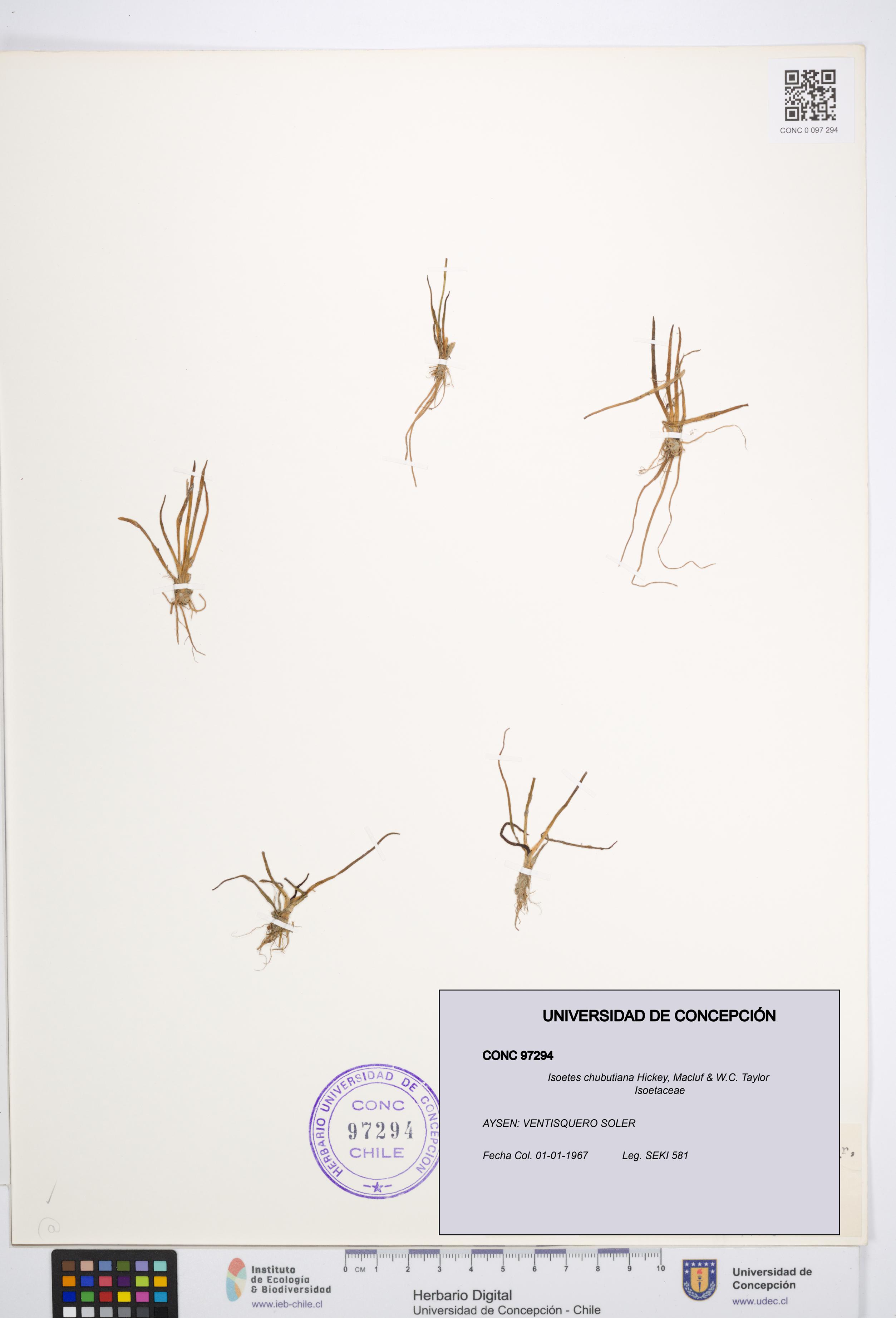 Isoetes chubutiana [Espécimen: UDEC:CONC:0097294]