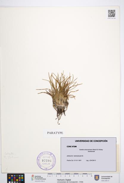 Isoetes araucaniana [Espécimen: UDEC:CONC:0097296]