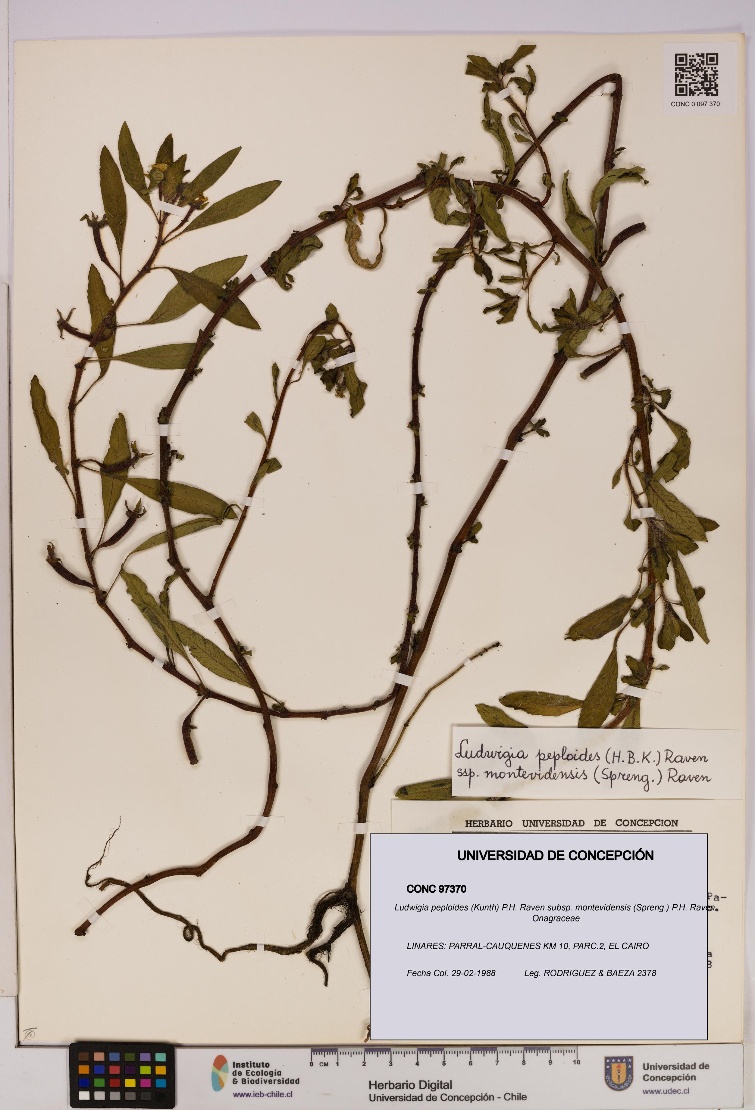 Ludwigia peploides subsp. montevidensis [Espécimen: UDEC:CONC:0097370]
