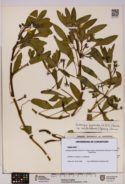 Ludwigia peploides subsp. montevidensis [Espécimen: UDEC:CONC:0097371]