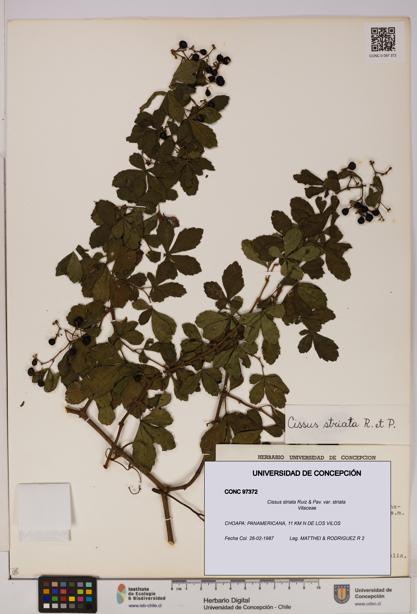 Cissus striata var. striata [Espécimen: UDEC:CONC:0097372]