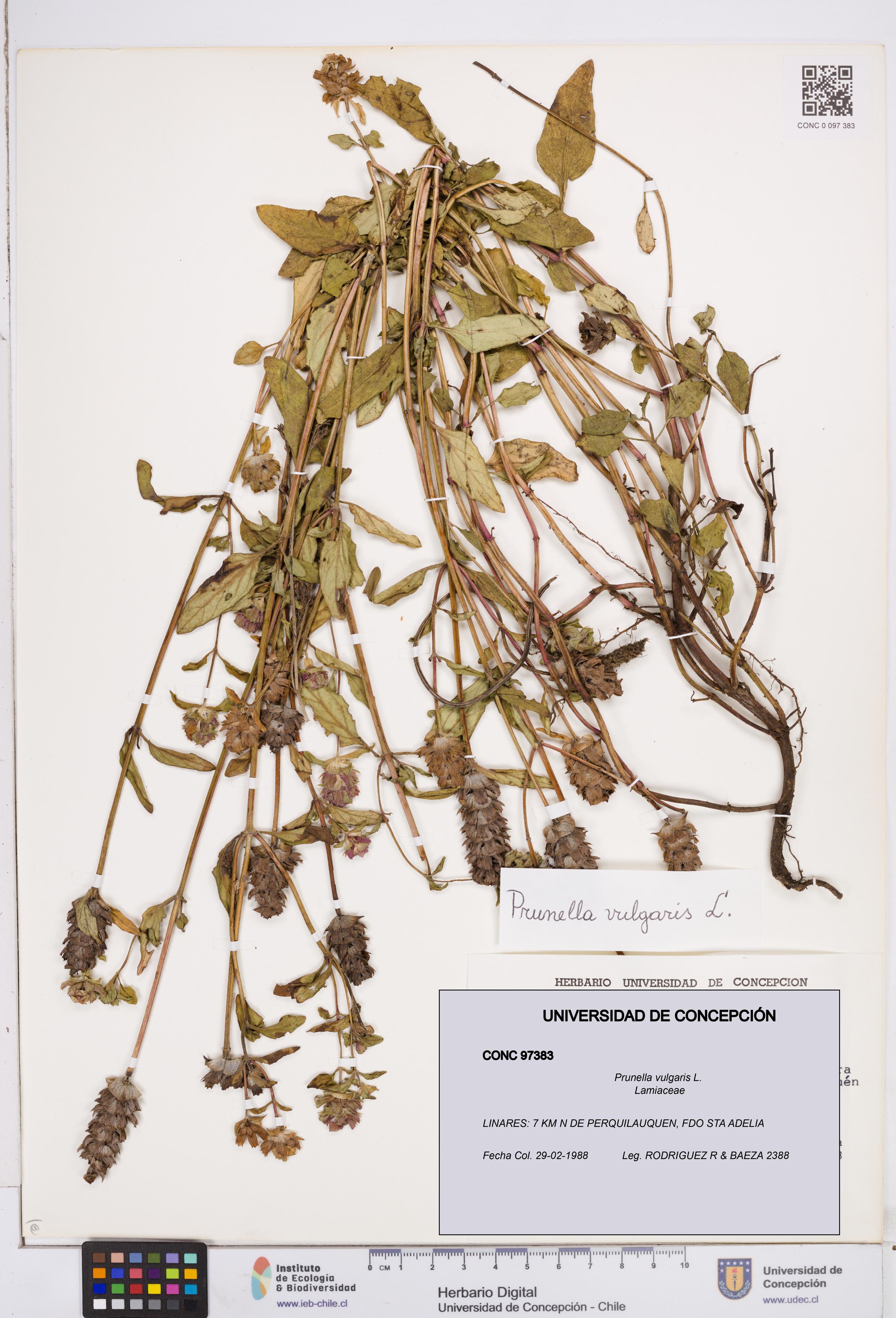Prunella vulgaris [Espécimen: ]
