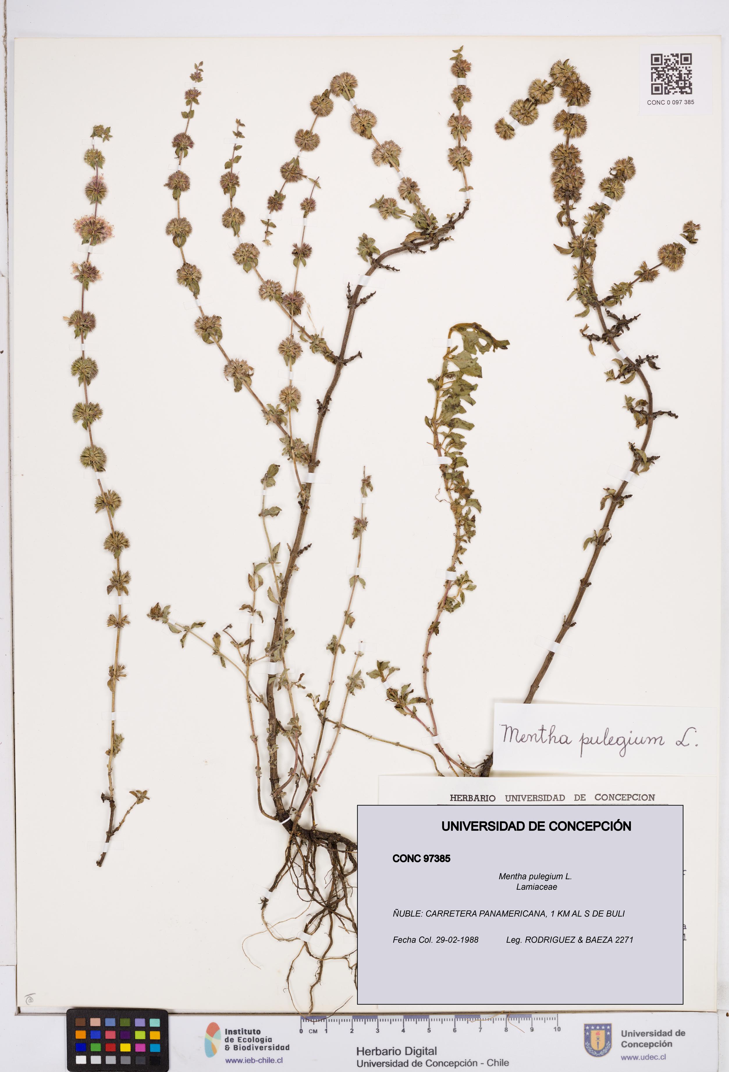 Mentha pulegium [Espécimen: ]