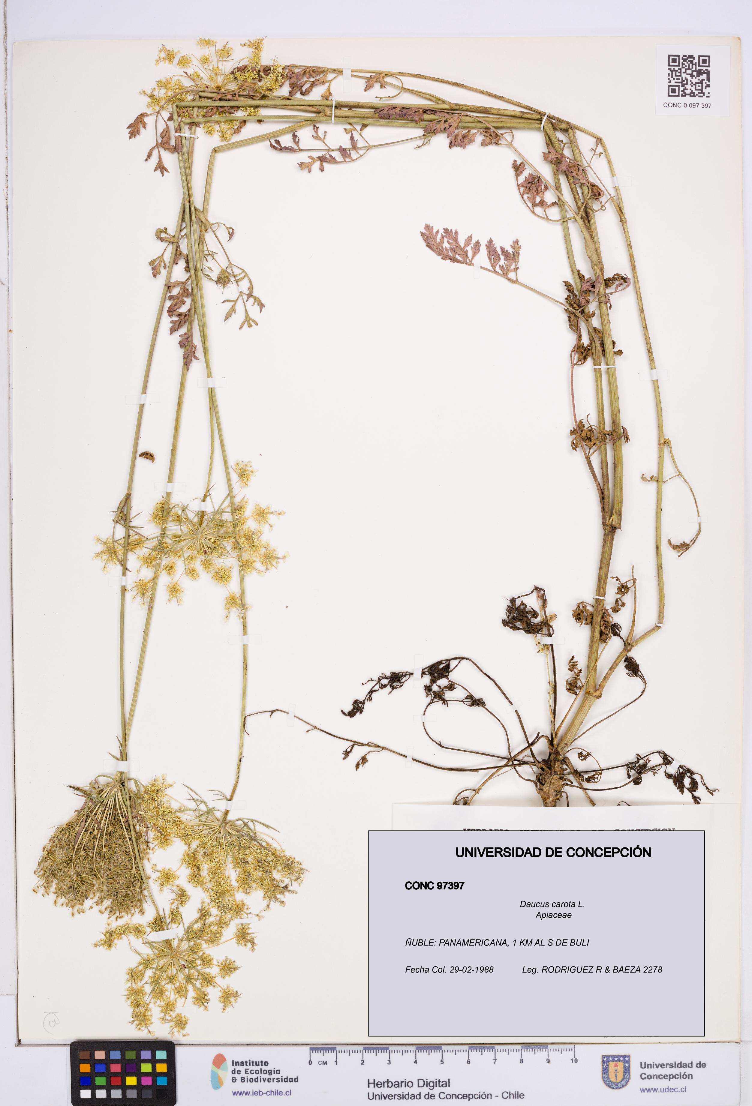 Daucus carota [Espécimen: ]