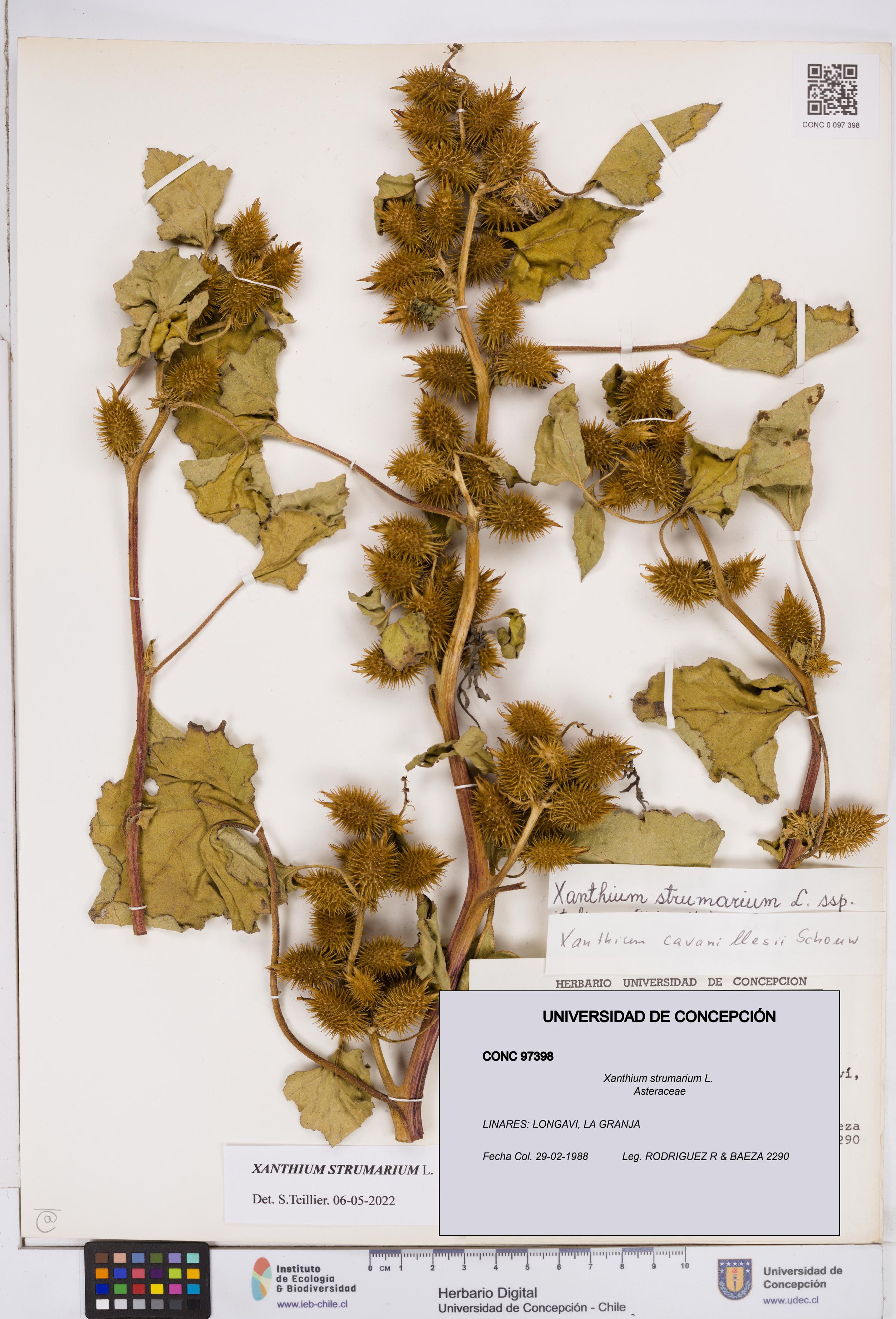 Xanthium strumarium [Espécimen: ]