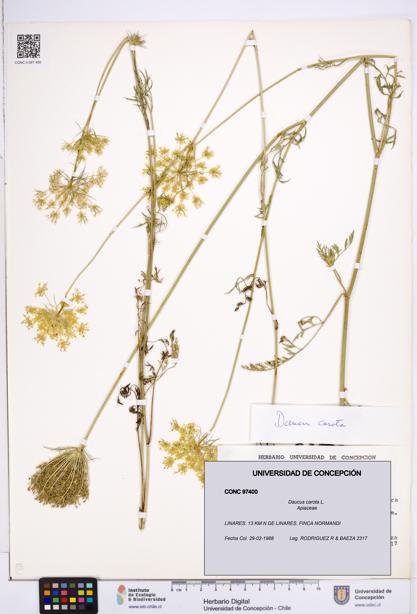 Daucus carota [Espécimen: ]