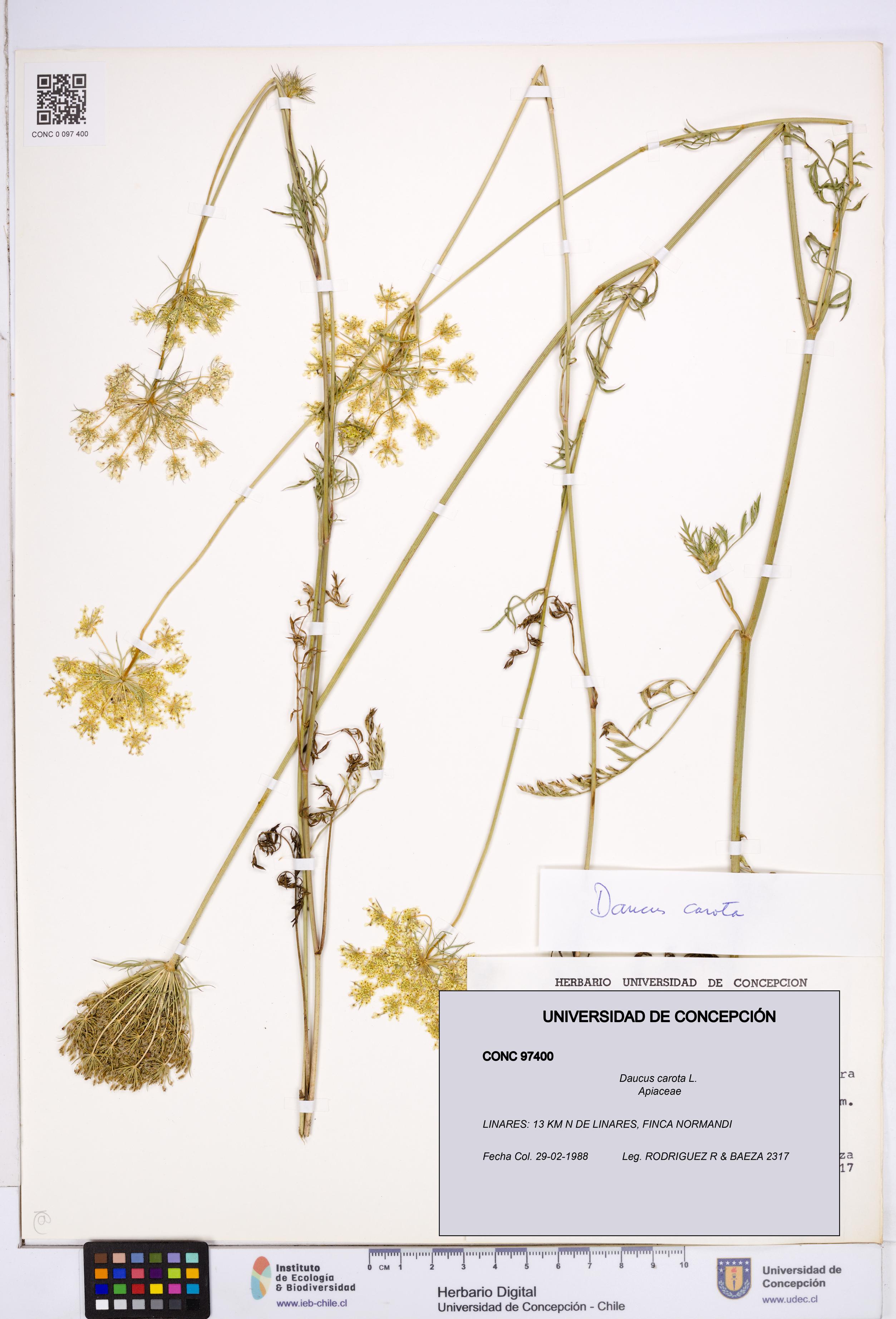 Daucus carota [Espécimen: ]