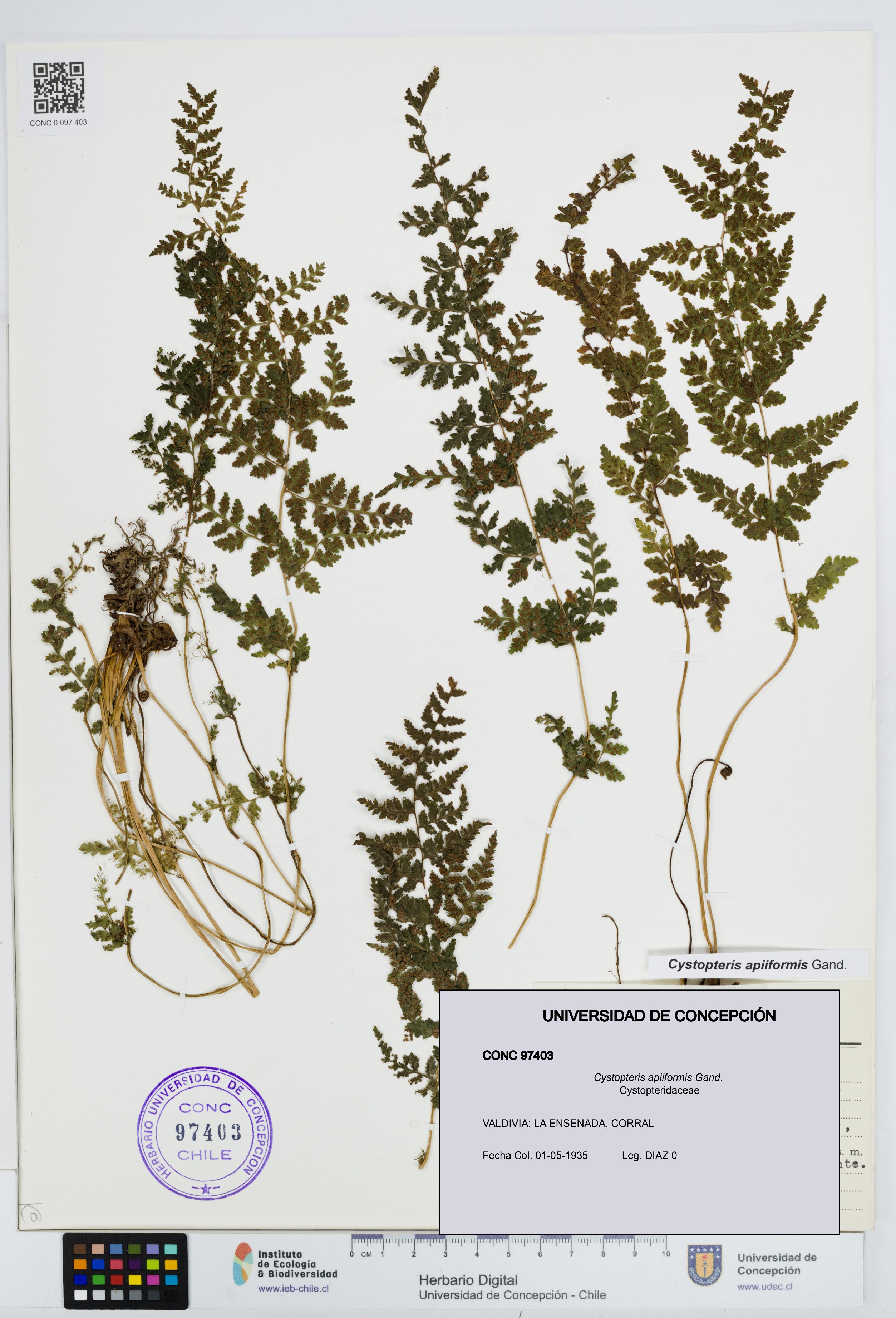 Cystopteris apiiformis [Espécimen: UDEC:CONC:0097403]