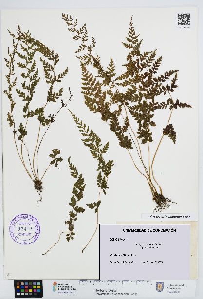 Cystopteris apiiformis [Espécimen: UDEC:CONC:0097404]