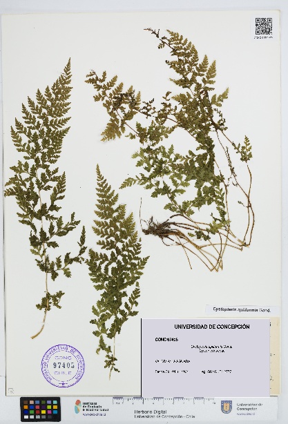 Cystopteris apiiformis [Espécimen: UDEC:CONC:0097405]