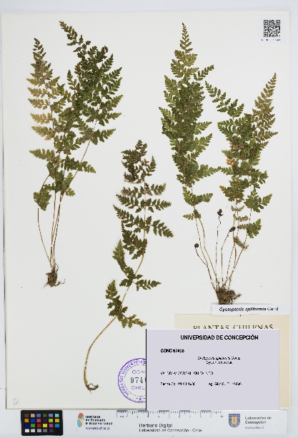 Cystopteris apiiformis [Espécimen: UDEC:CONC:0097406]