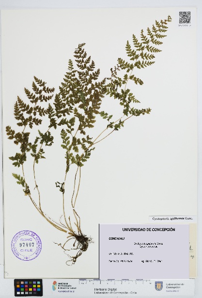 Cystopteris apiiformis [Espécimen: UDEC:CONC:0097407]