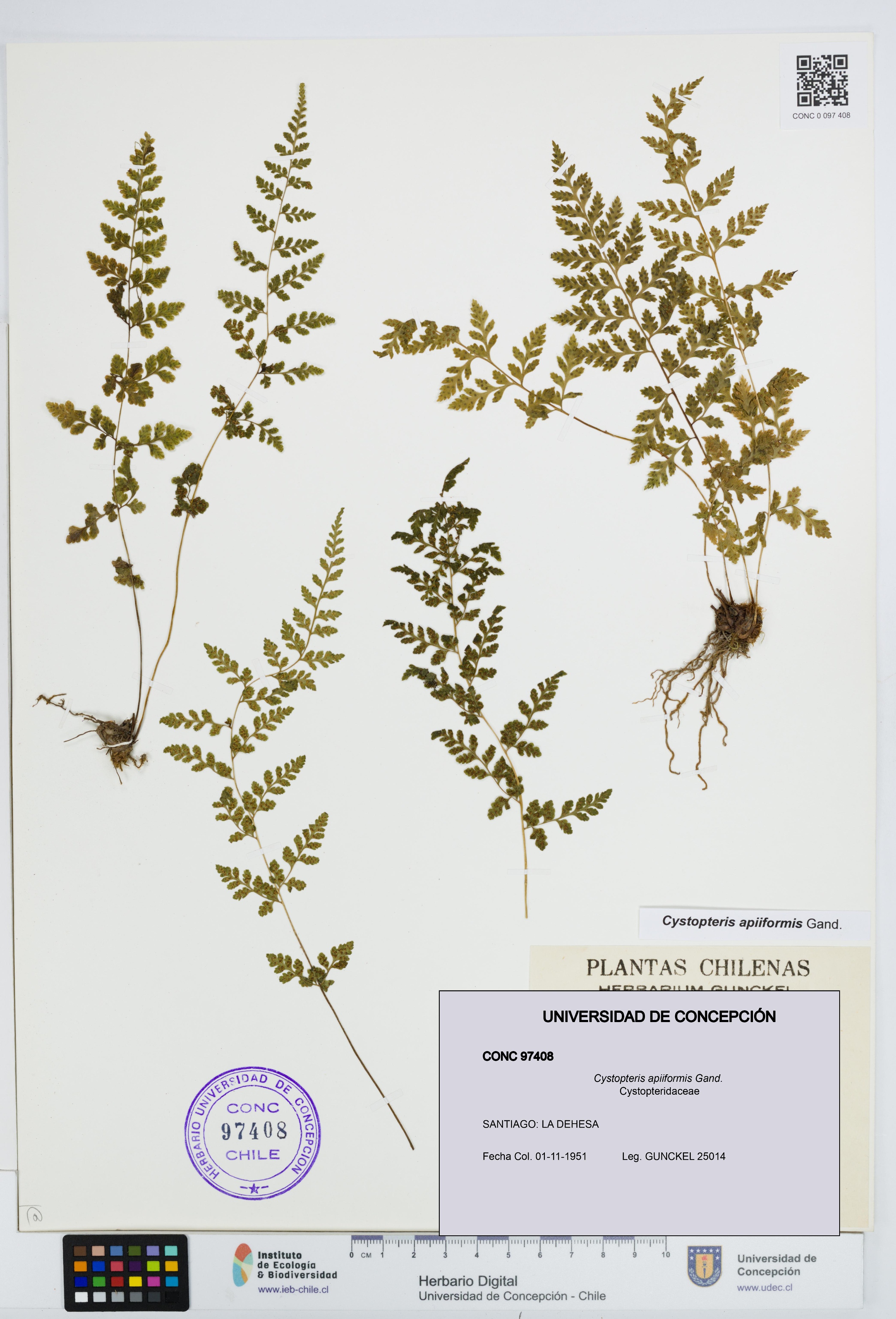 Cystopteris apiiformis [Espécimen: UDEC:CONC:0097408]
