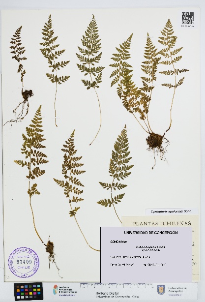 Cystopteris apiiformis [Espécimen: UDEC:CONC:0097409]