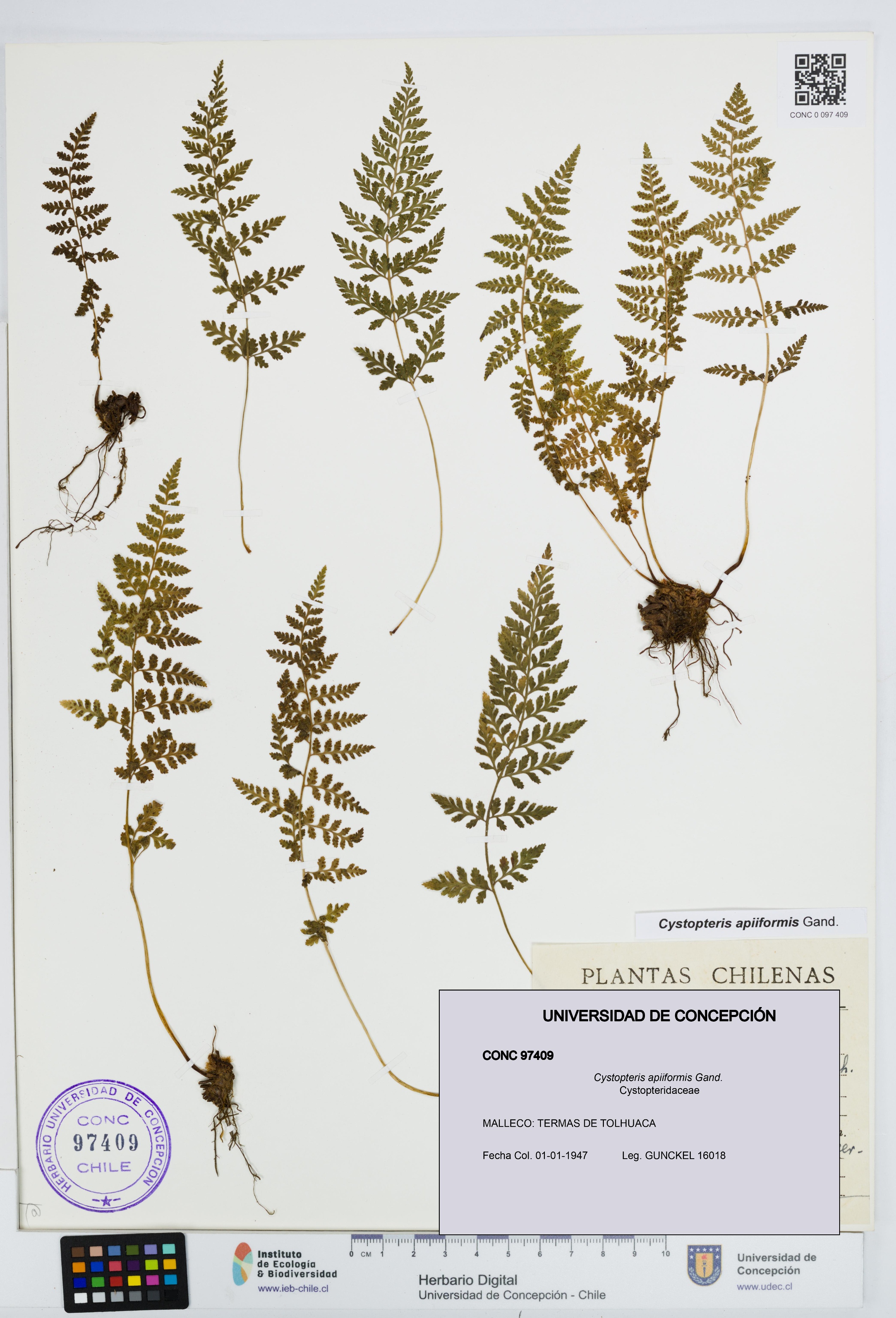 Cystopteris apiiformis [Espécimen: UDEC:CONC:0097409]