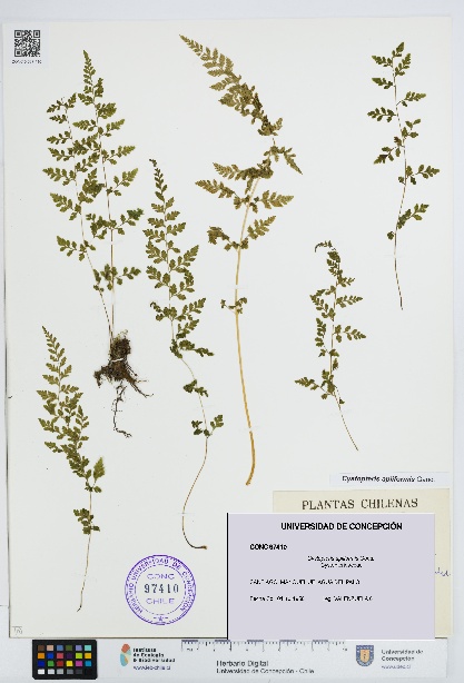 Cystopteris apiiformis [Espécimen: UDEC:CONC:0097410]