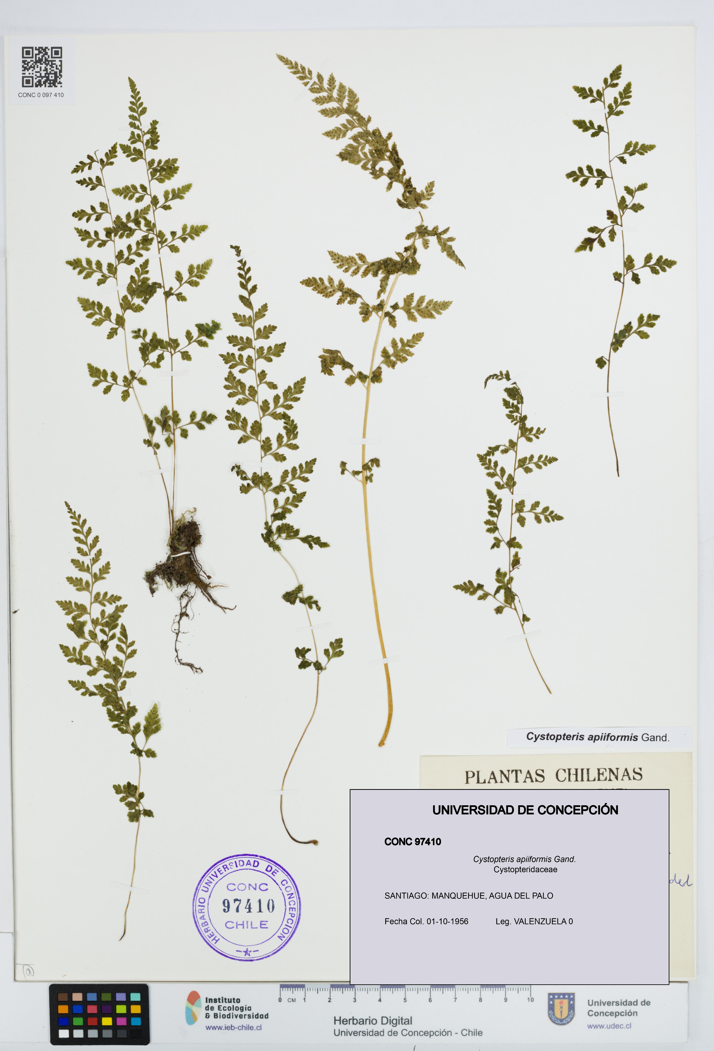 Cystopteris apiiformis [Espécimen: UDEC:CONC:0097410]