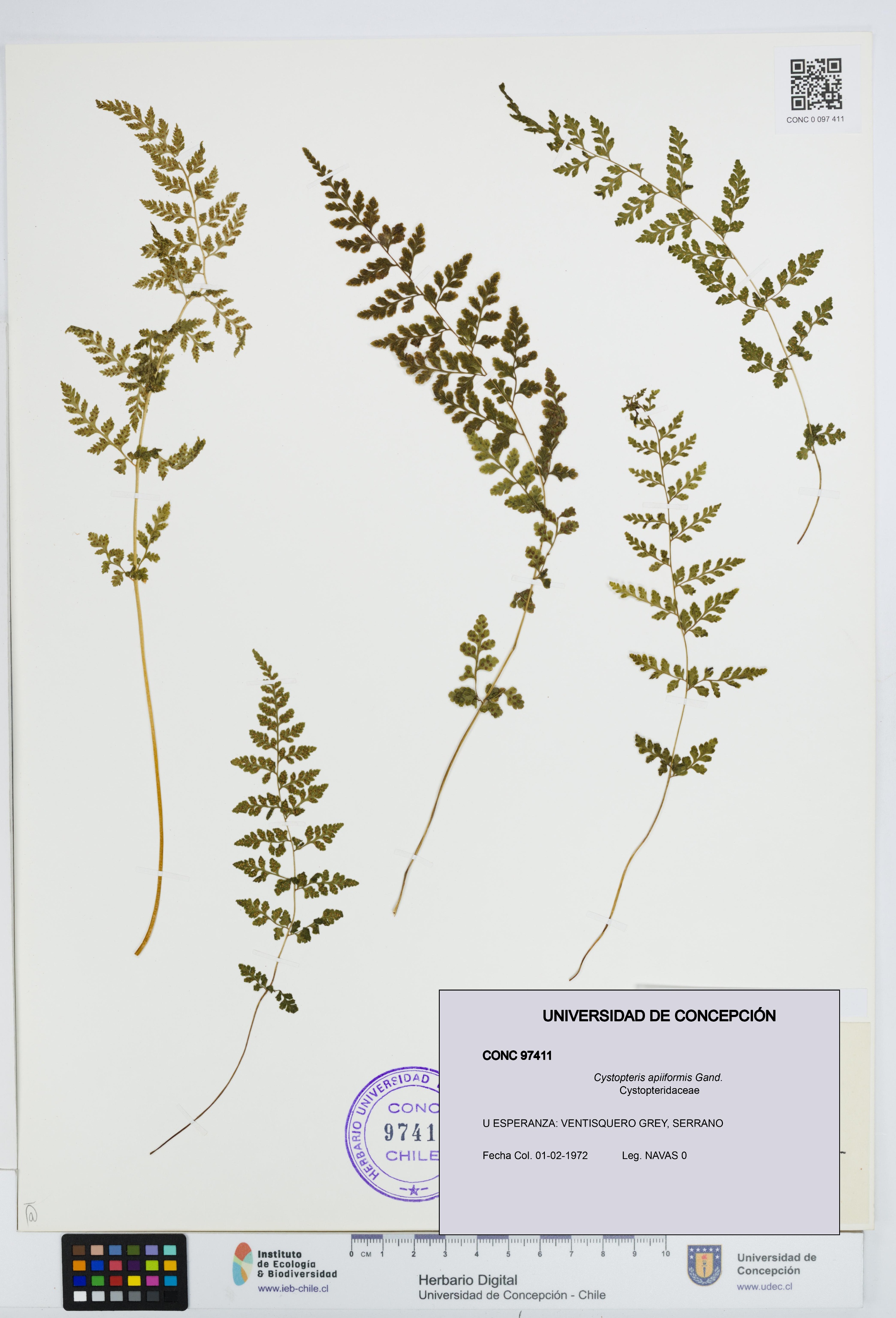 Cystopteris apiiformis [Espécimen: UDEC:CONC:0097411]