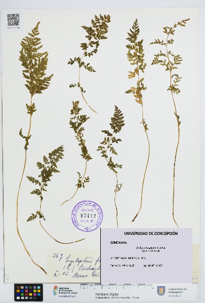 Cystopteris apiiformis [Espécimen: UDEC:CONC:0097412]