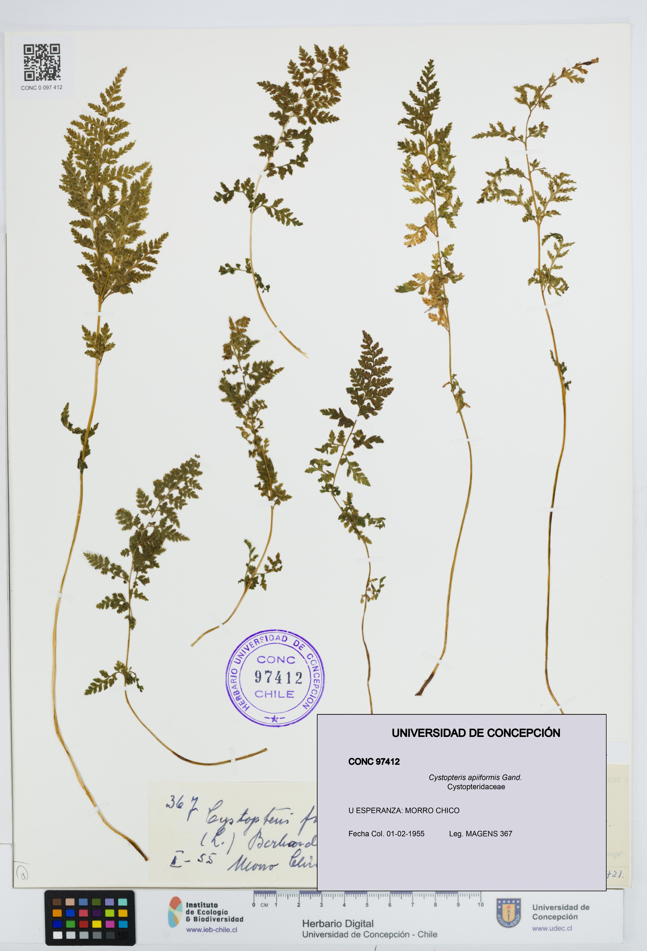 Cystopteris apiiformis [Espécimen: UDEC:CONC:0097412]