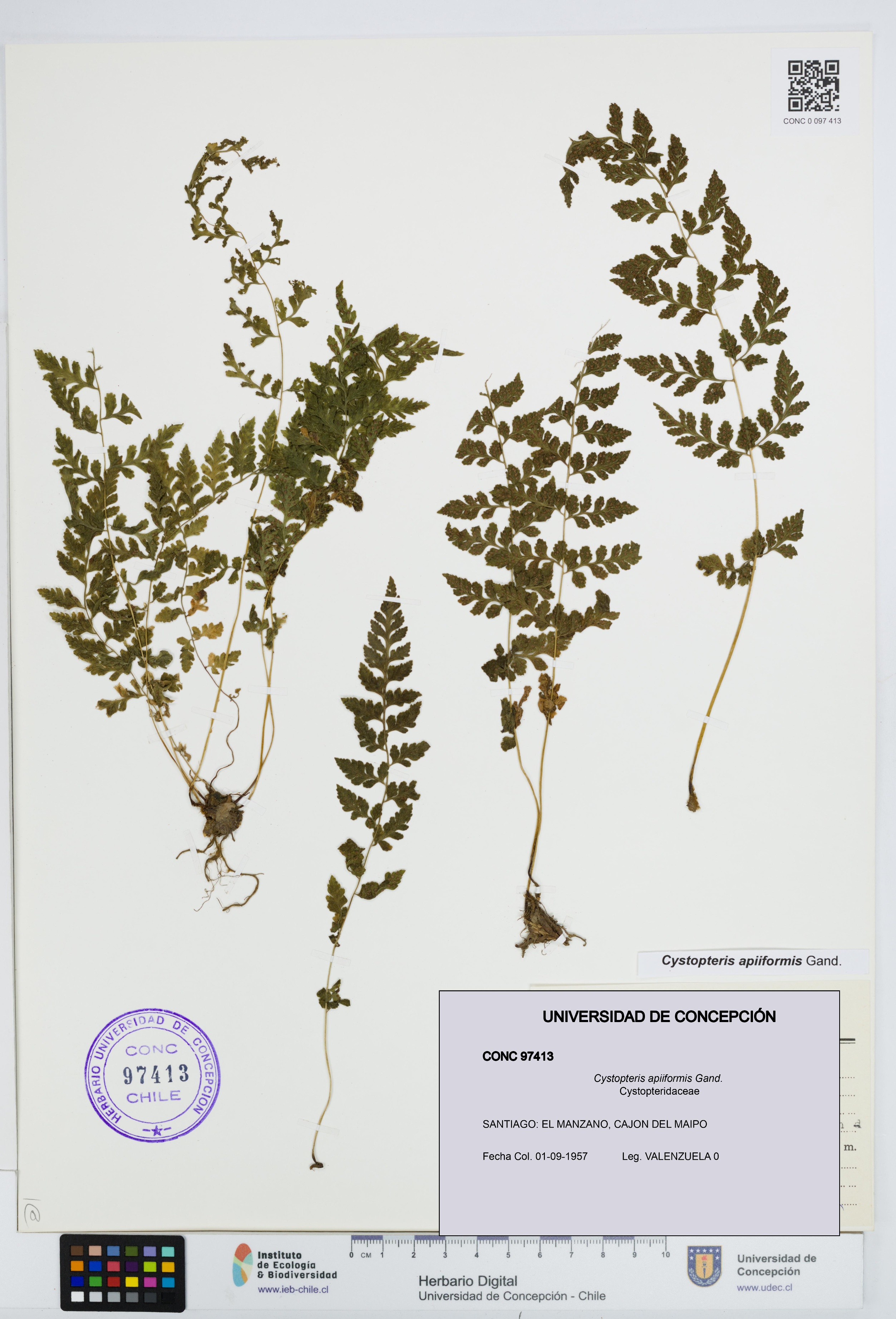 Cystopteris apiiformis [Espécimen: UDEC:CONC:0097413]