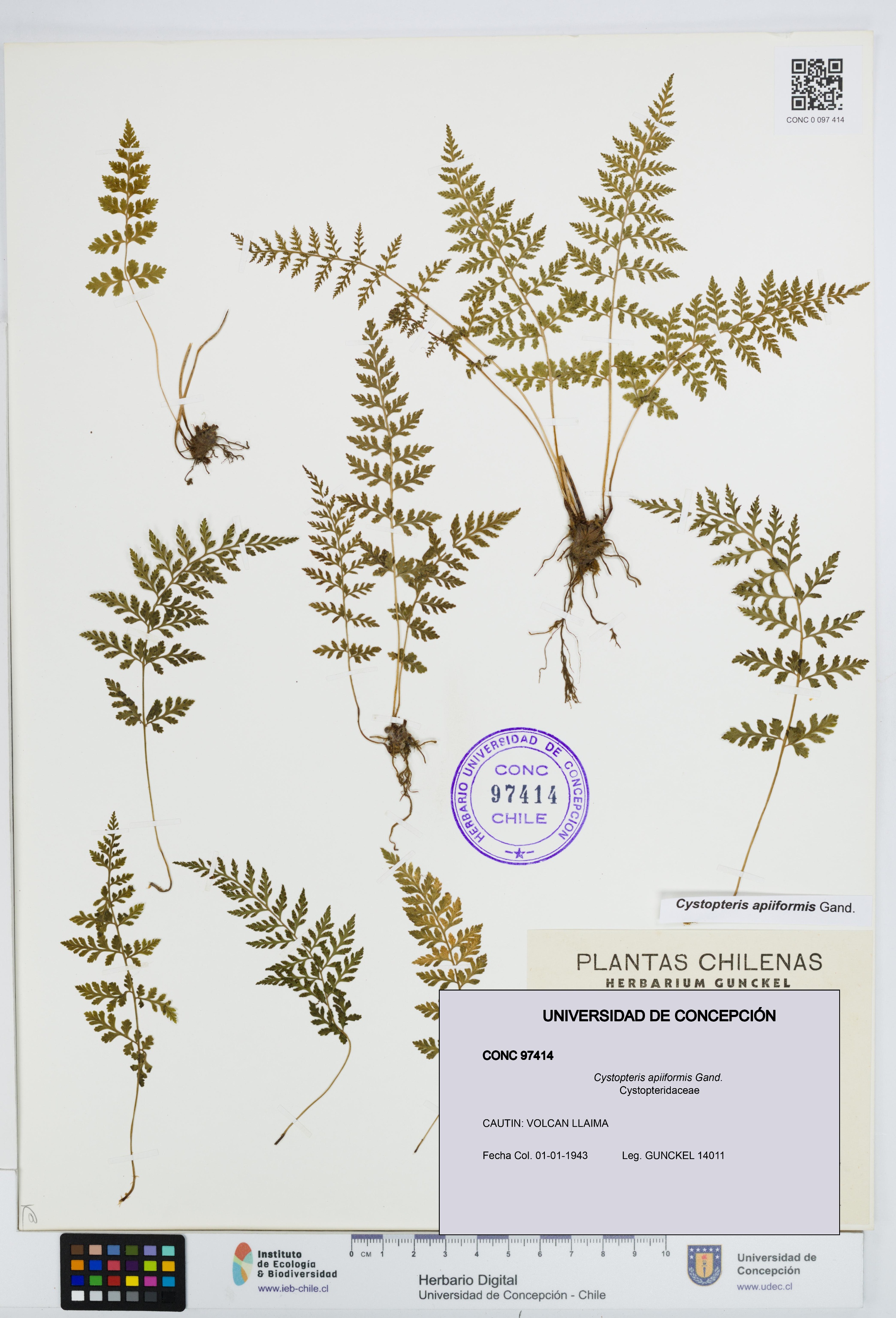 Cystopteris apiiformis [Espécimen: UDEC:CONC:0097414]