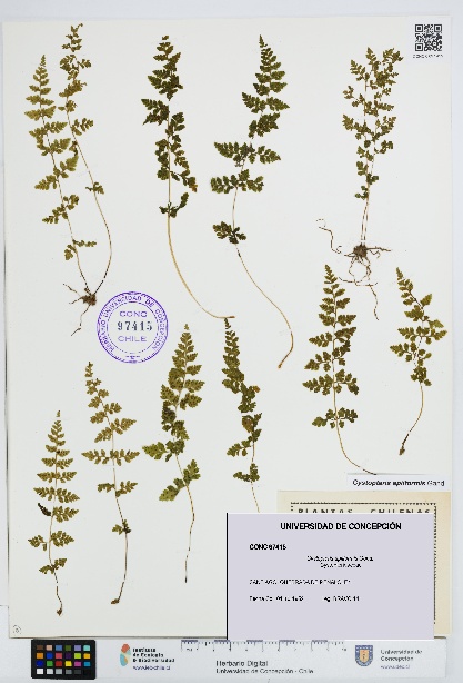 Cystopteris apiiformis [Espécimen: UDEC:CONC:0097415]
