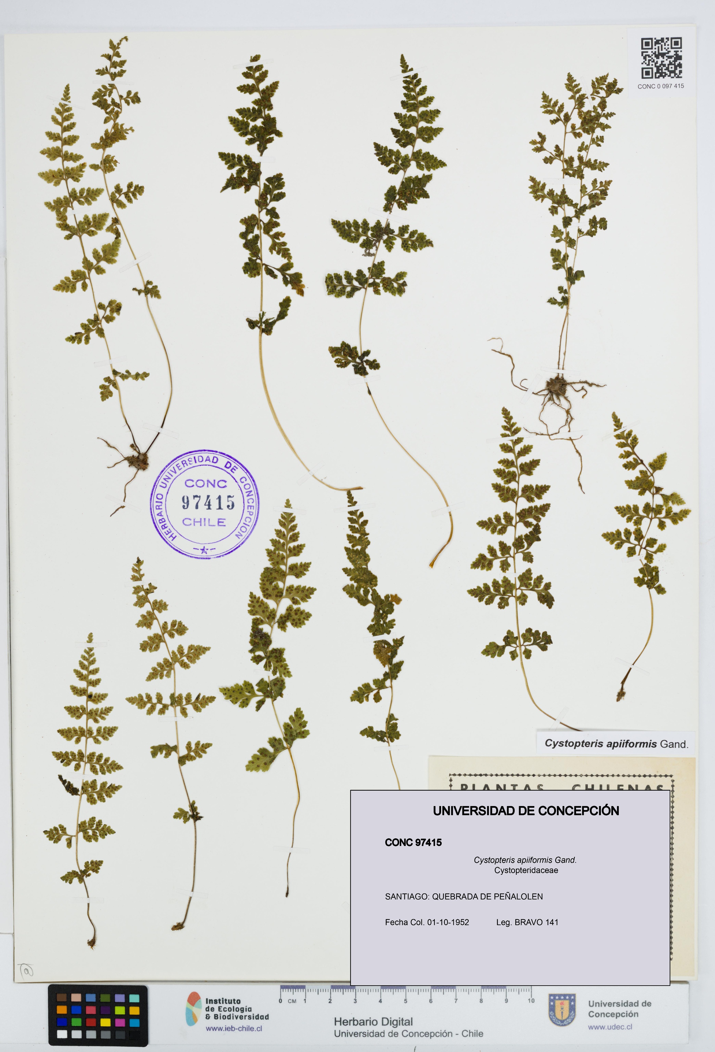 Cystopteris apiiformis [Espécimen: UDEC:CONC:0097415]