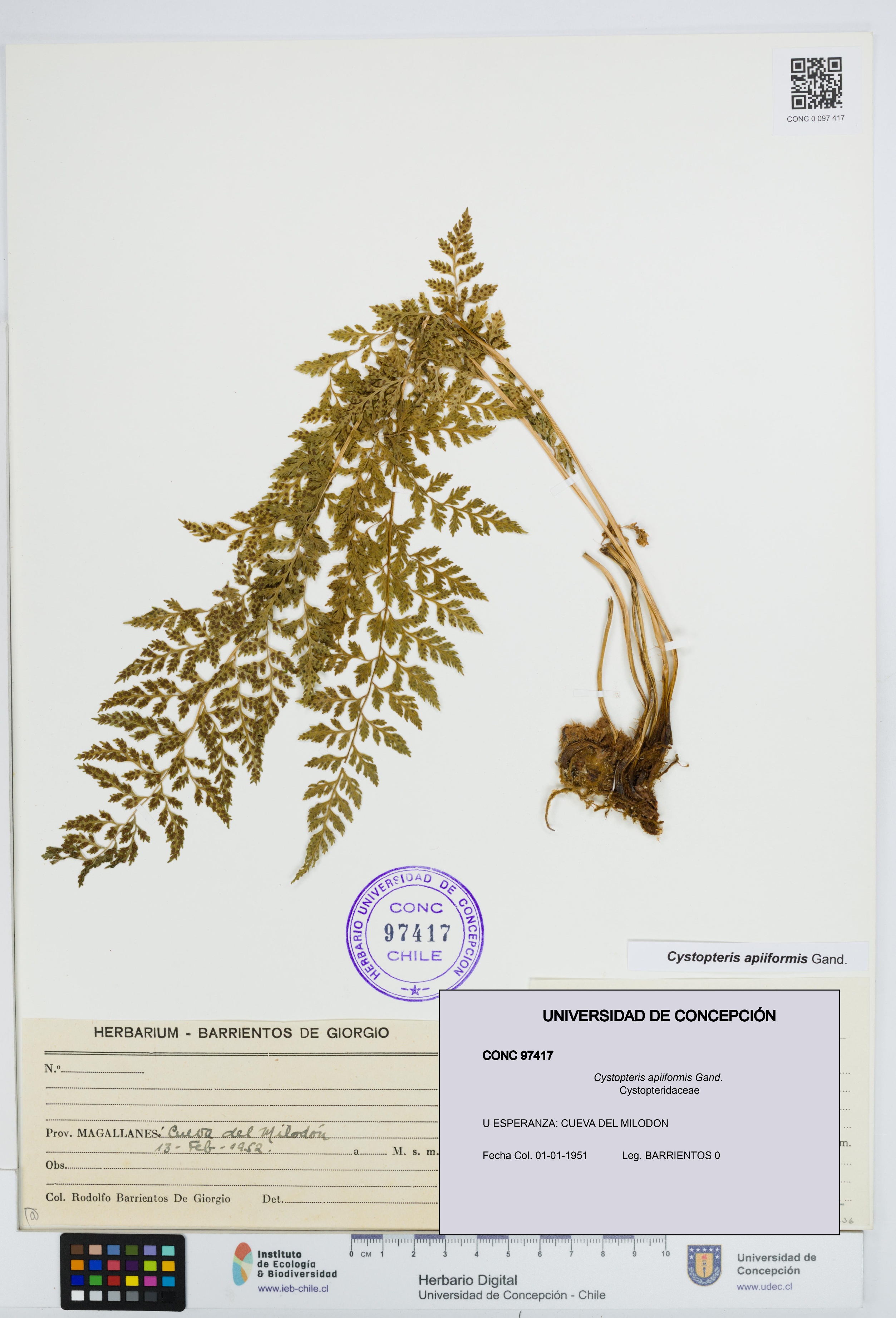 Cystopteris apiiformis [Espécimen: UDEC:CONC:0097417]