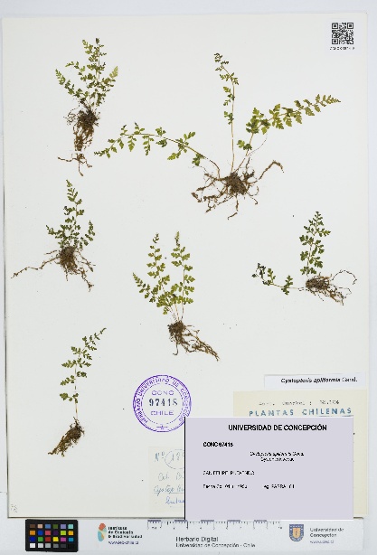 Cystopteris apiiformis [Espécimen: UDEC:CONC:0097418]