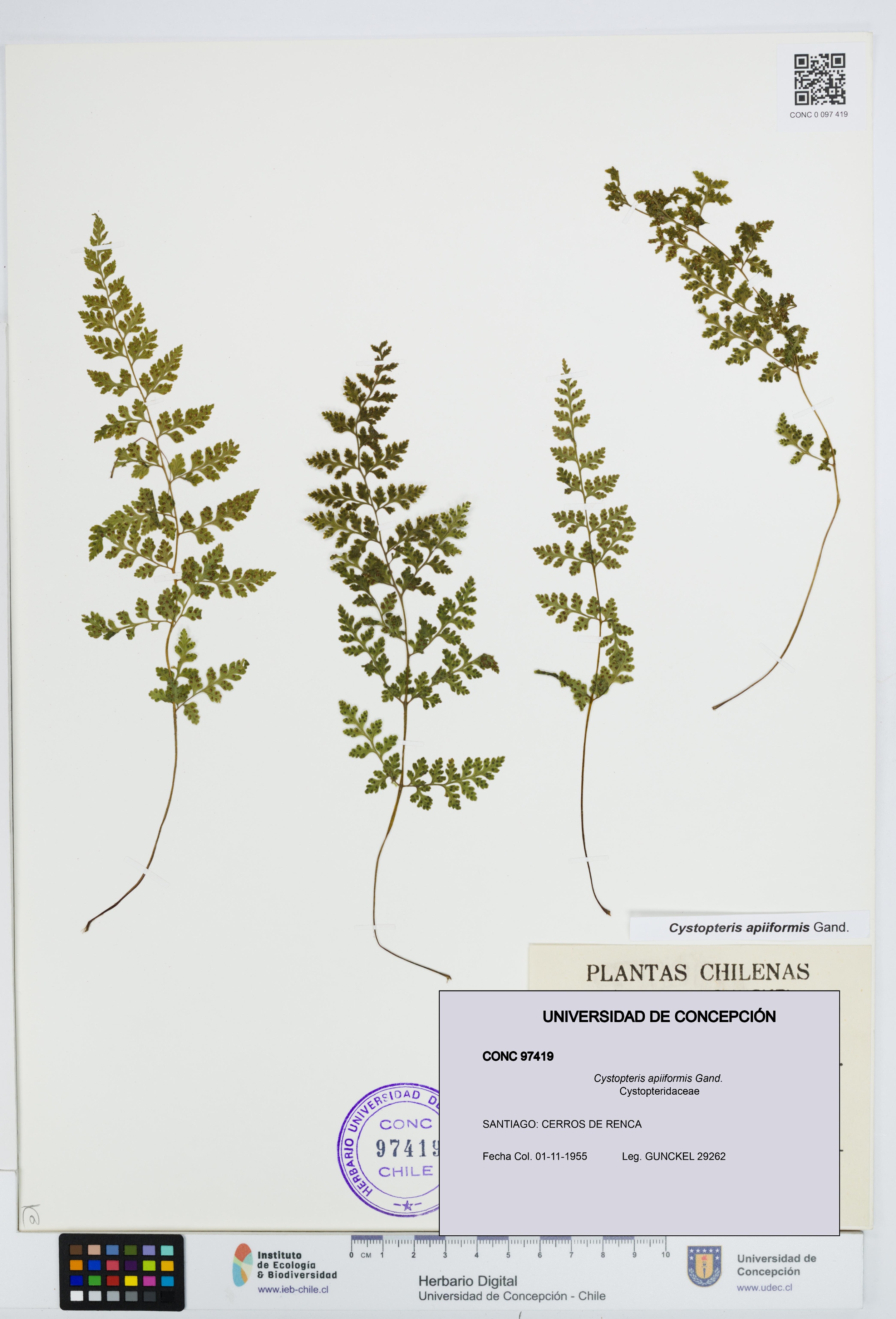 Cystopteris apiiformis [Espécimen: UDEC:CONC:0097419]
