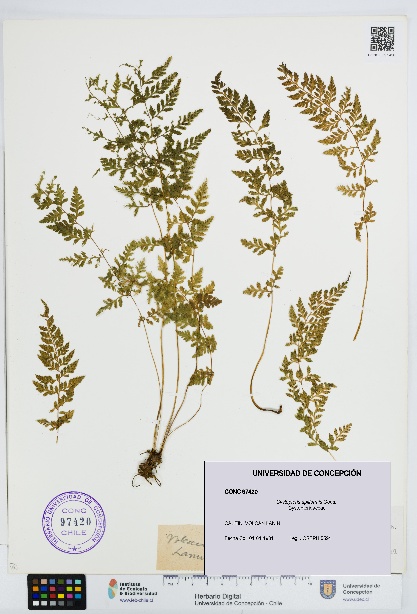 Cystopteris apiiformis [Espécimen: UDEC:CONC:0097420]