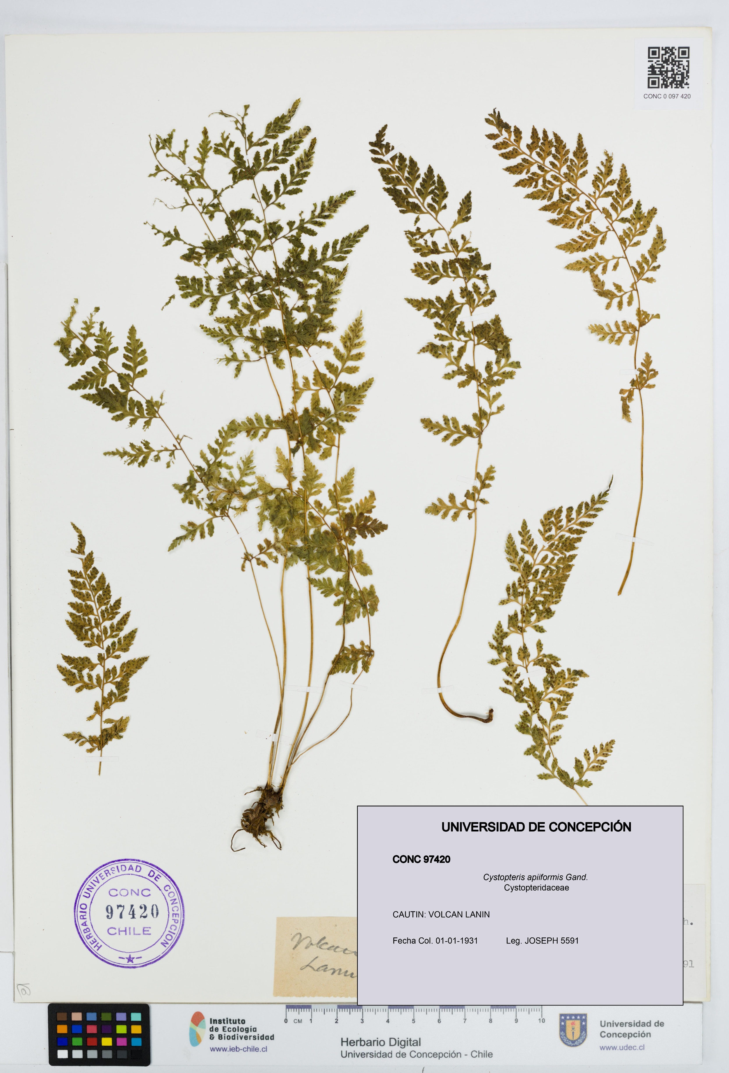 Cystopteris apiiformis [Espécimen: UDEC:CONC:0097420]