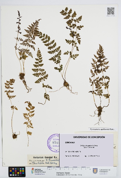 Cystopteris apiiformis [Espécimen: UDEC:CONC:0097421]