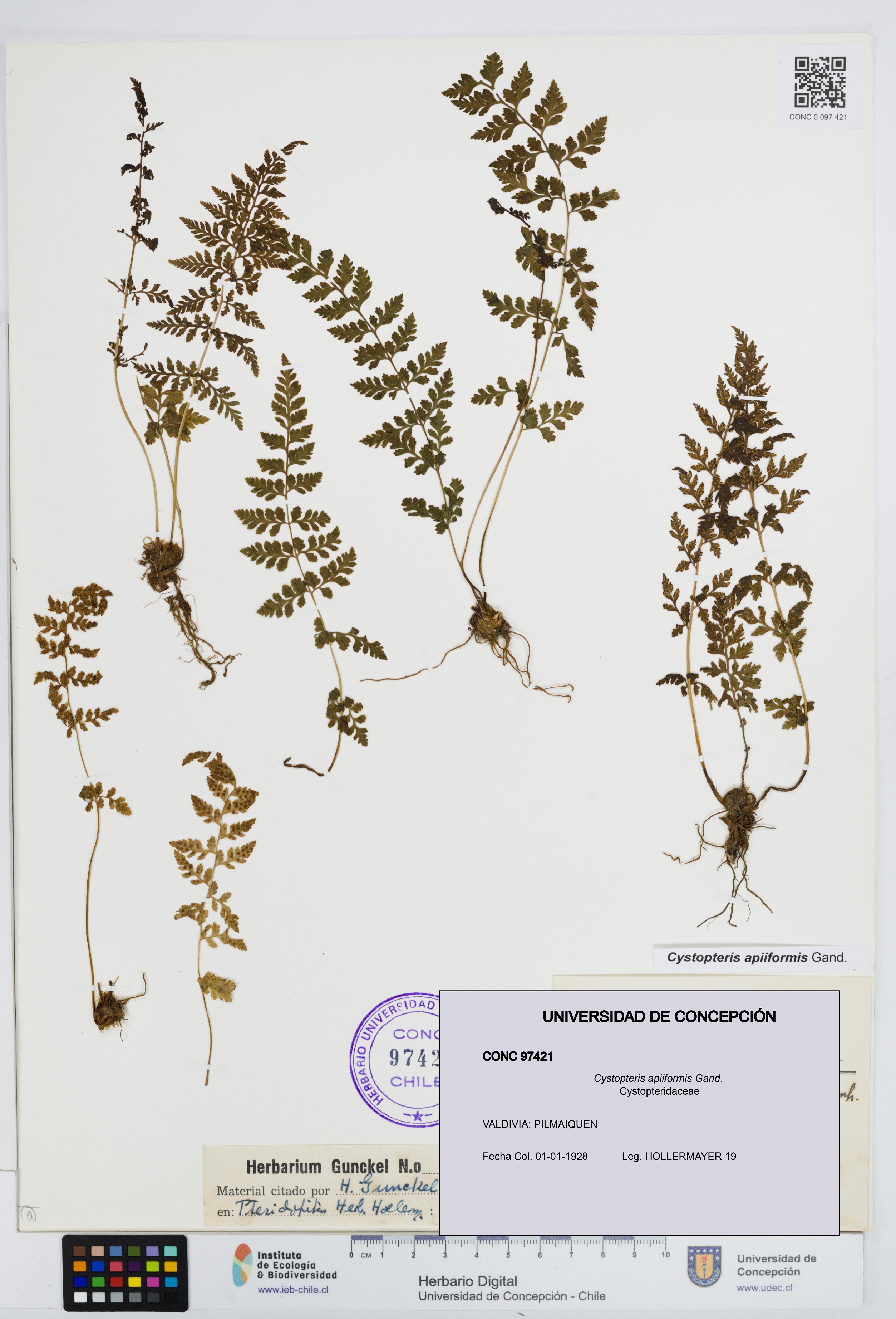 Cystopteris apiiformis [Espécimen: UDEC:CONC:0097421]