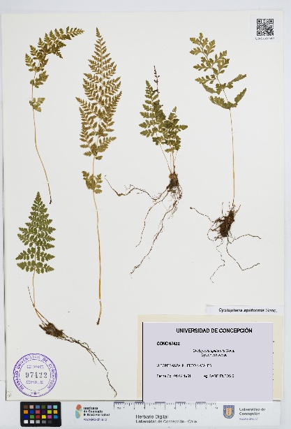 Cystopteris apiiformis [Espécimen: UDEC:CONC:0097422]