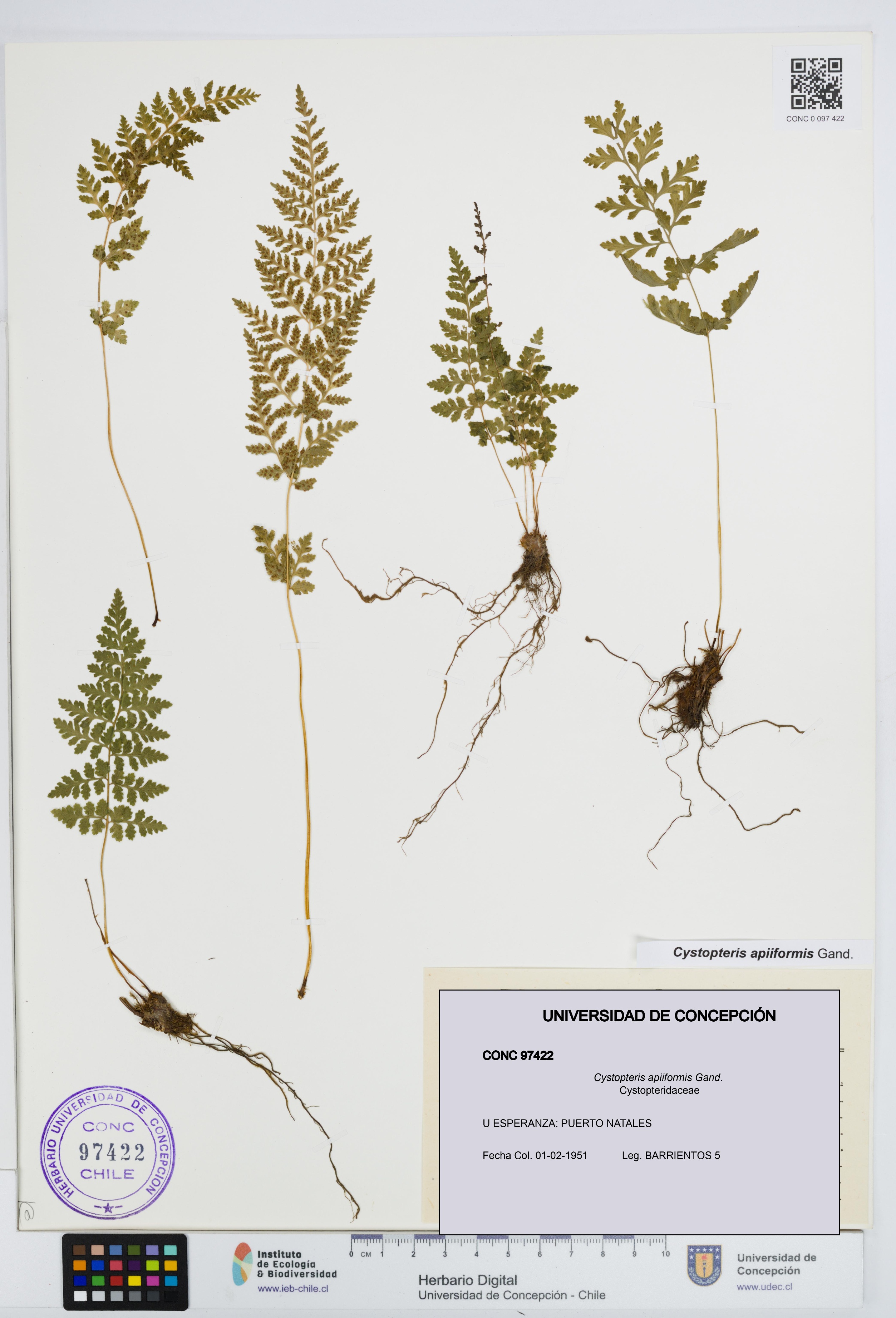 Cystopteris apiiformis [Espécimen: UDEC:CONC:0097422]
