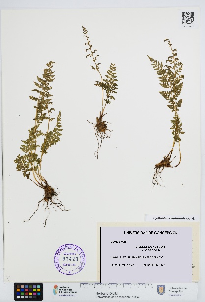 Cystopteris apiiformis [Espécimen: UDEC:CONC:0097423]