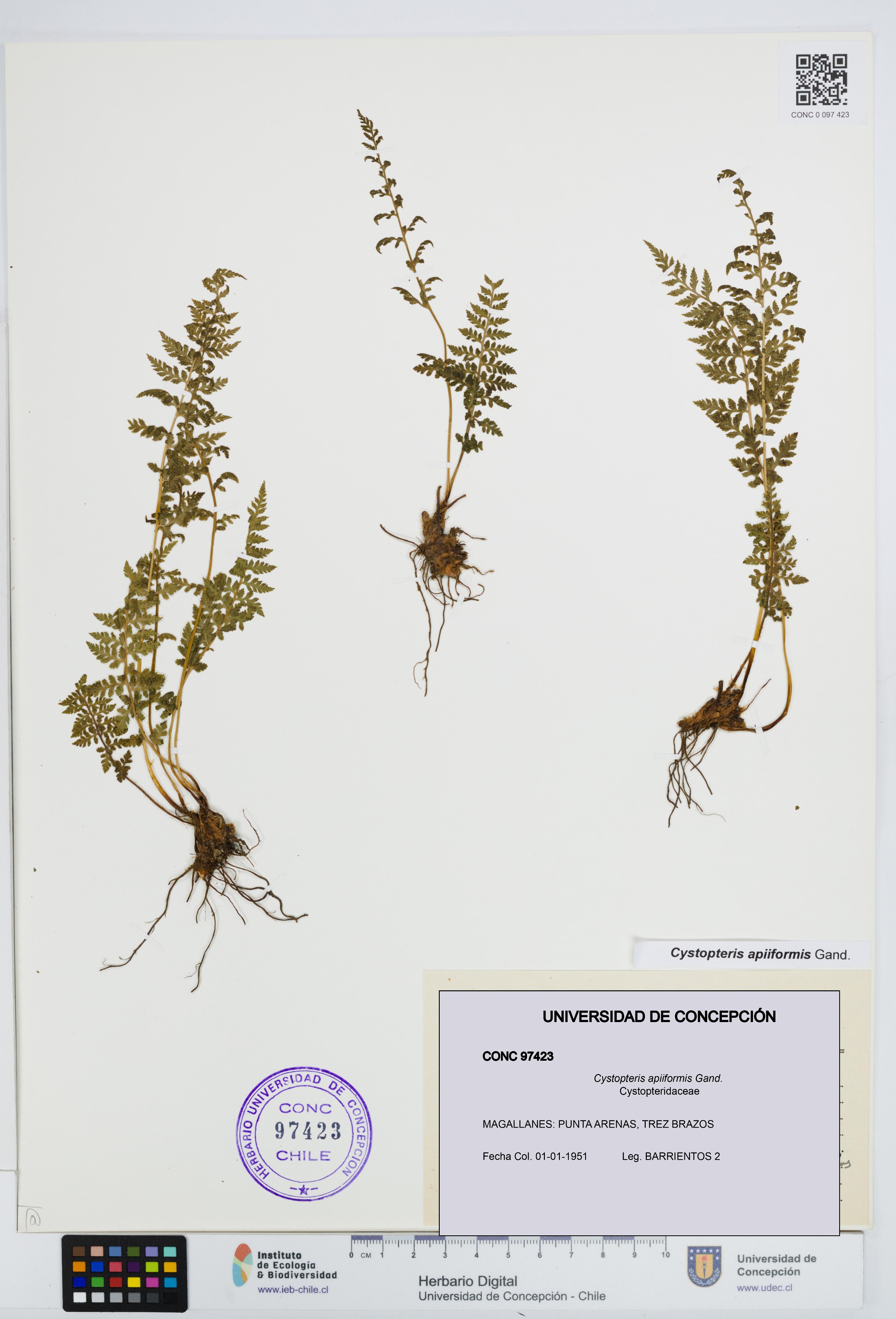 Cystopteris apiiformis [Espécimen: UDEC:CONC:0097423]