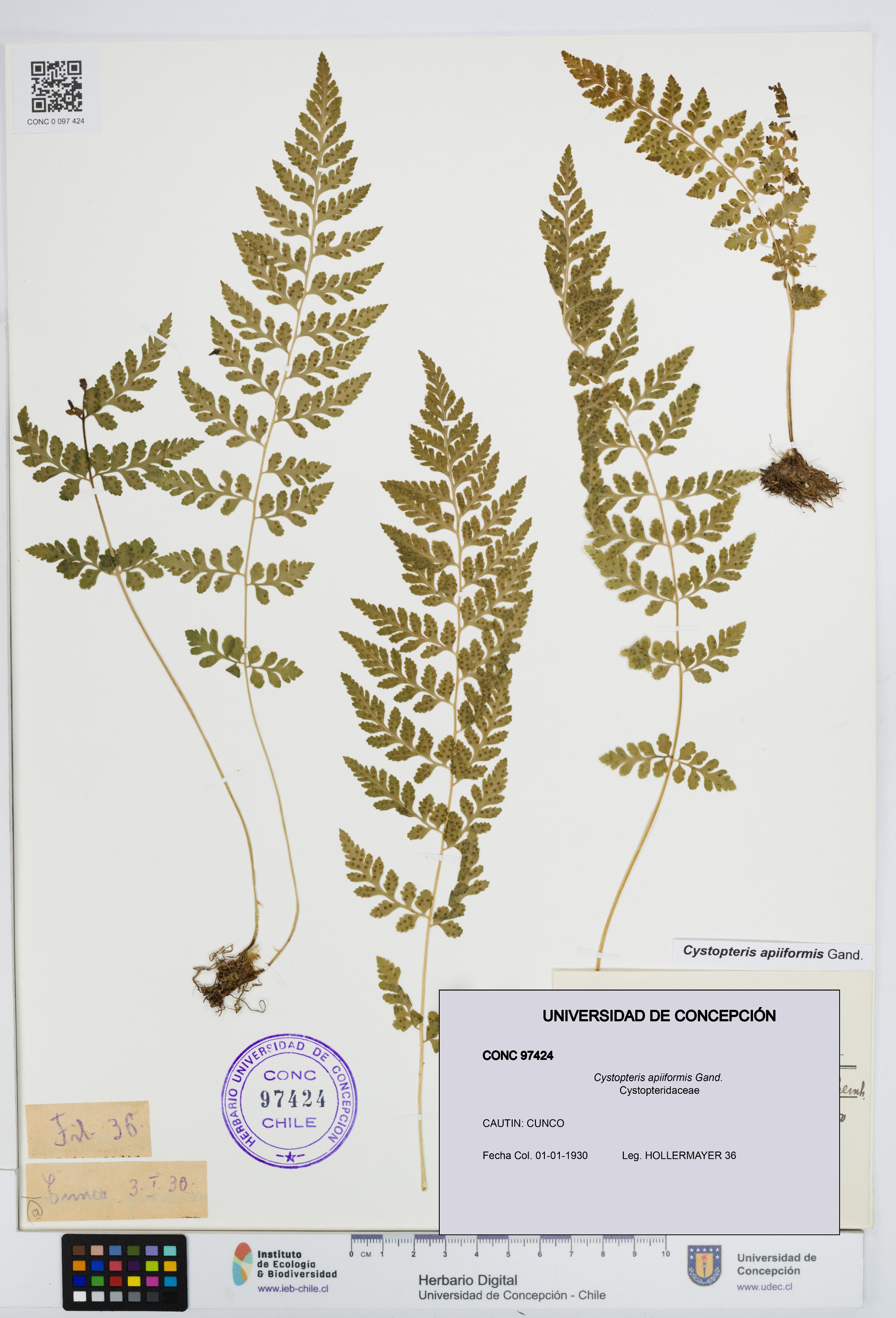 Cystopteris apiiformis [Espécimen: UDEC:CONC:0097424]