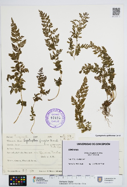 Cystopteris apiiformis [Espécimen: UDEC:CONC:0097425]