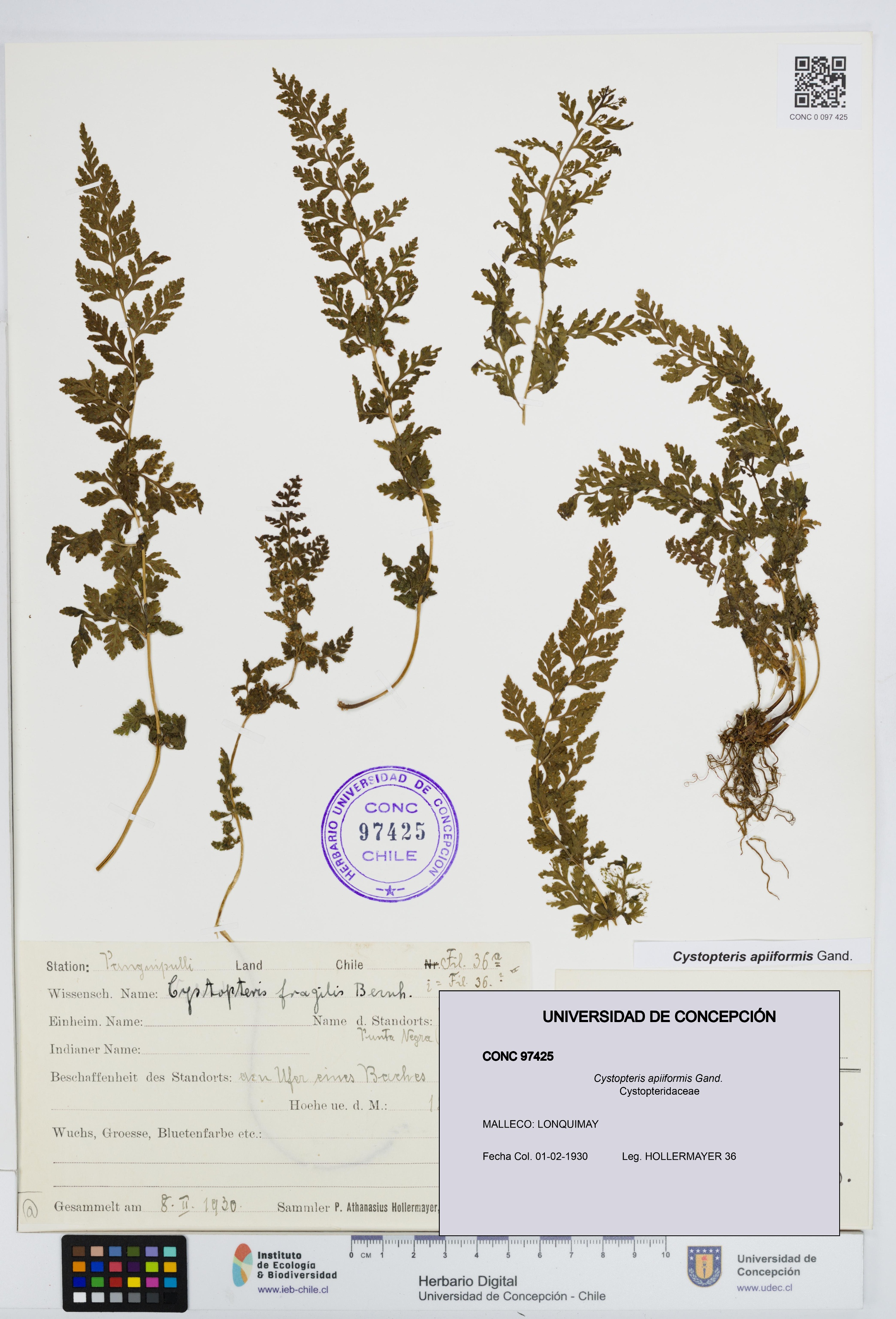 Cystopteris apiiformis [Espécimen: UDEC:CONC:0097425]