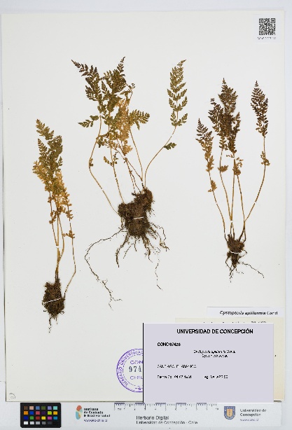 Cystopteris apiiformis [Espécimen: UDEC:CONC:0097426]