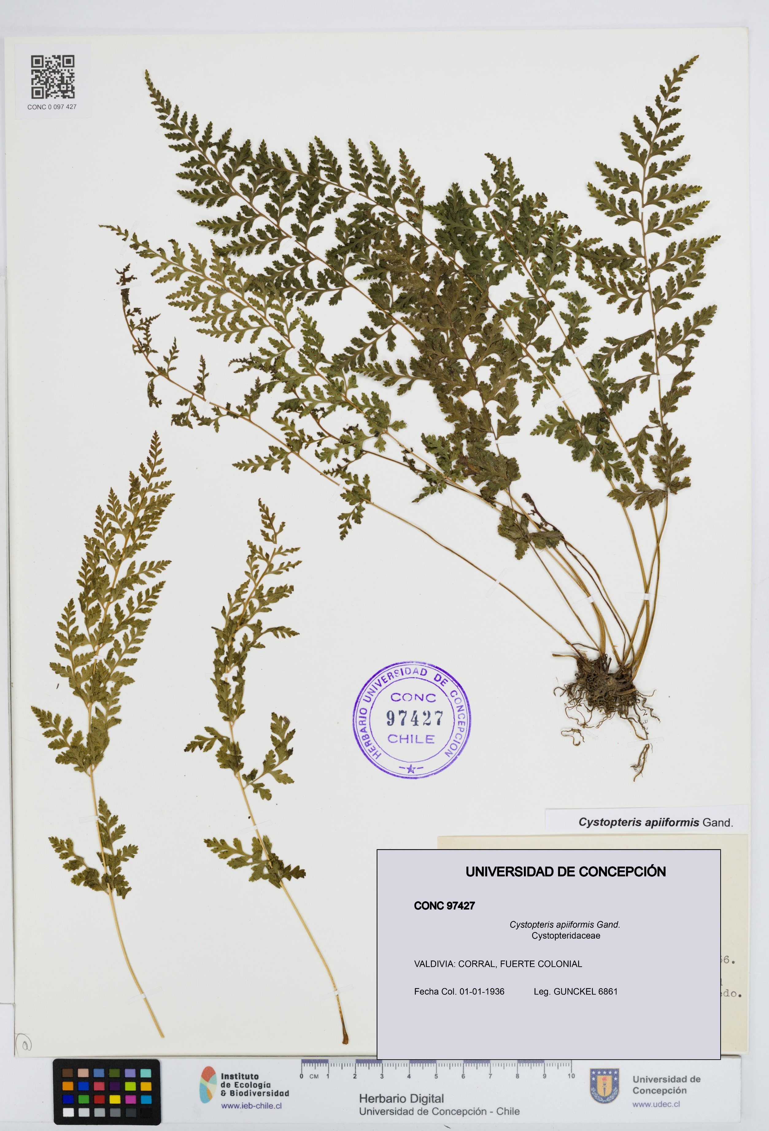 Cystopteris apiiformis [Espécimen: UDEC:CONC:0097427]