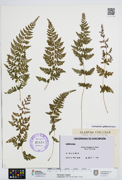 Cystopteris apiiformis [Espécimen: UDEC:CONC:0097428]