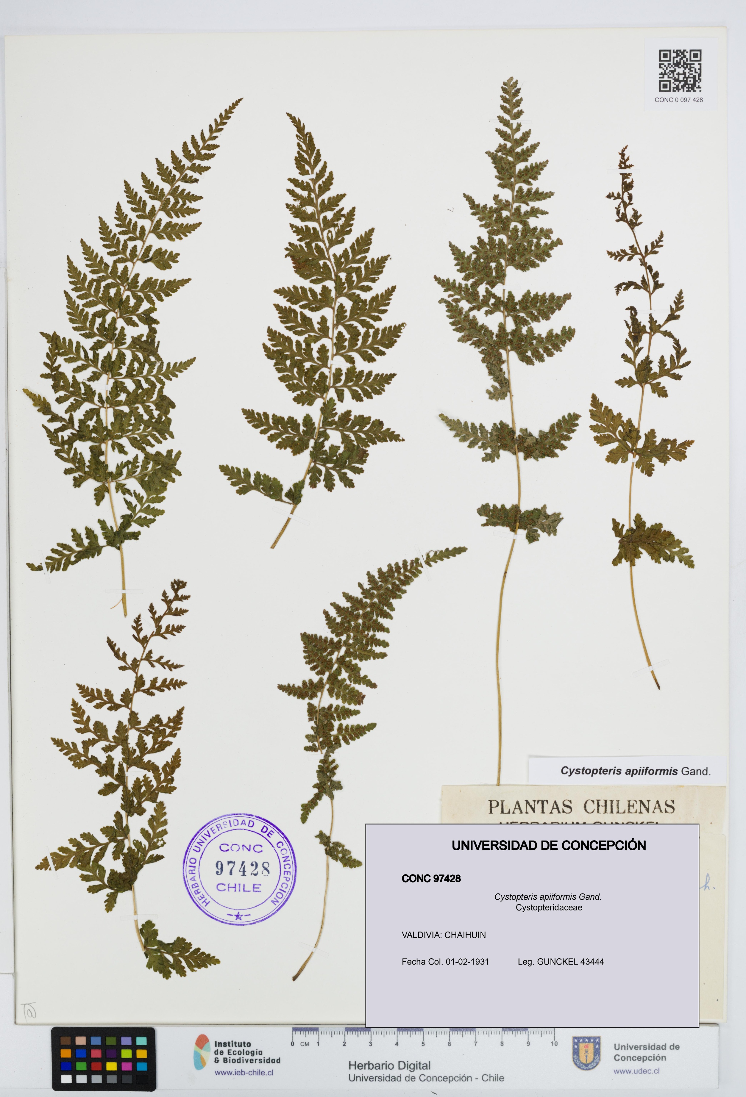 Cystopteris apiiformis [Espécimen: UDEC:CONC:0097428]