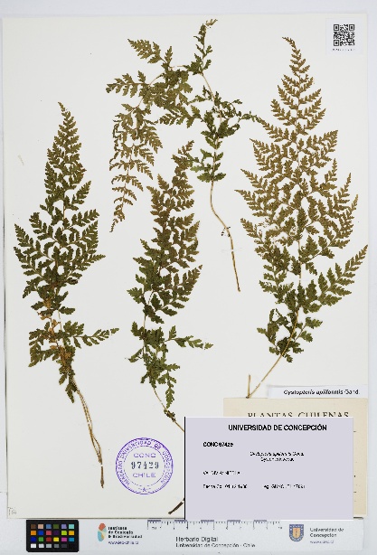 Cystopteris apiiformis [Espécimen: UDEC:CONC:0097429]